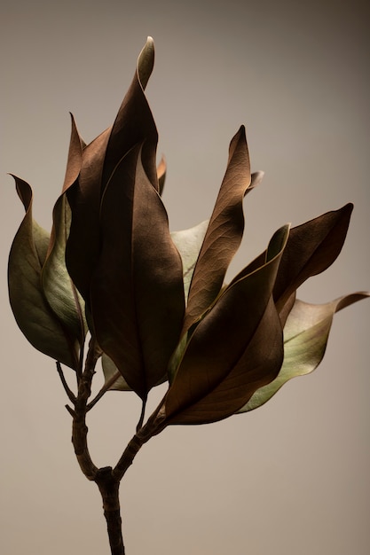 detail of dry leaves on flat background