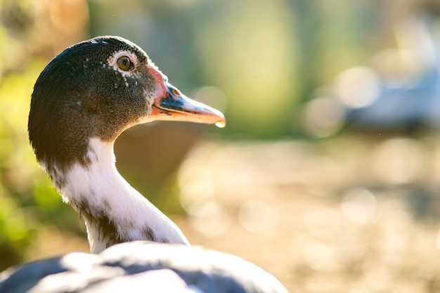 Detail of a duck head. Ducks feed on traditional rural barnyard. Close up of waterbird standing on barn yard.