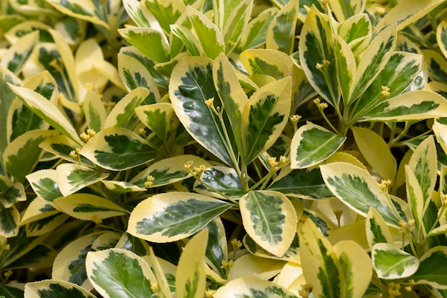 Detail of Euonymus Japonicus variety Sunny Delight a very cold hardy shrub with variegated green leaves and a creamcolored border