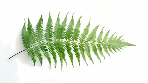 Detail Fern Leaf