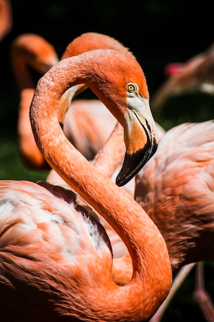 detail of flamingo head with long neck