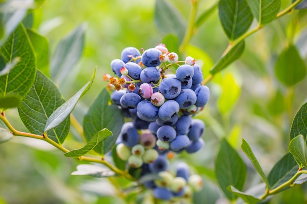 Detail of fresh blueberry bio plant on the huge farm, food concept of the fruit