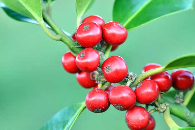 Detail of the fruits of holly (Ilex aquifolium)