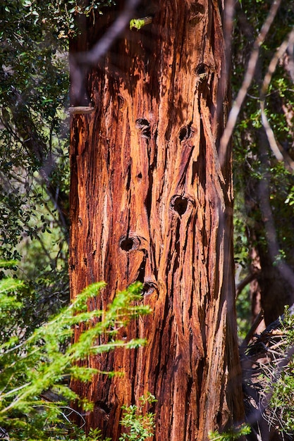 Detail of giant pine tree trunk with golden light