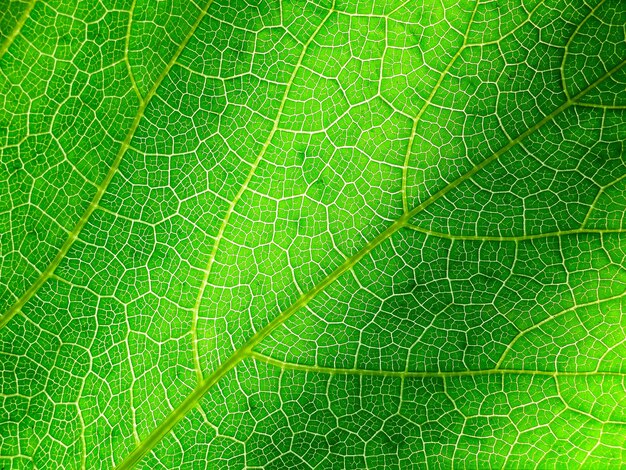 Detail of green leaf vein