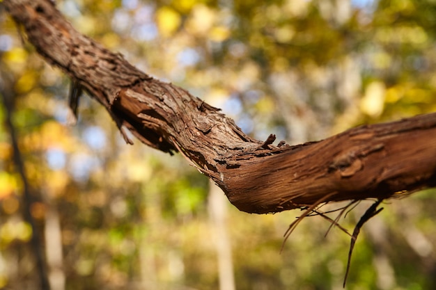 Detail of large fall tree branch with bark and yellow green background blur