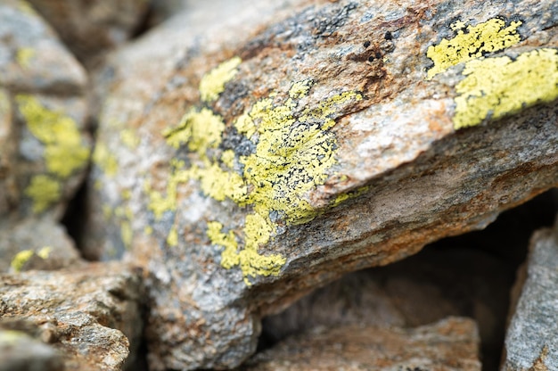 Detail of lichens on mountain boulders