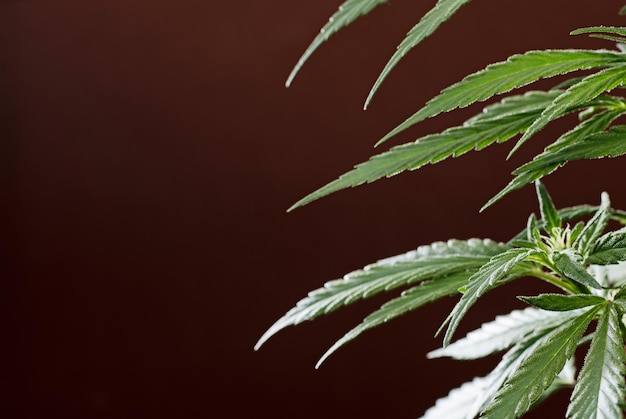 detail of marijuana flower pistils on a brown background