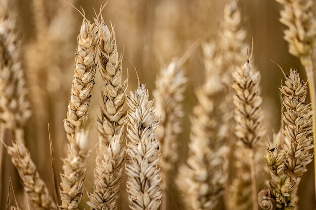 Detail of Organic Barley Spikes in Cultivation