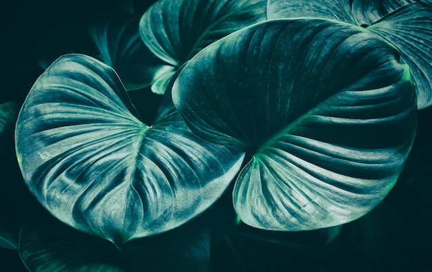 Detail of palm leaf, abstract texture background