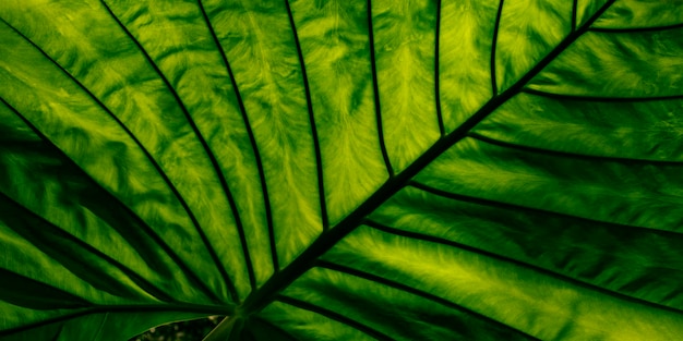 Detail of palm leaf texture abstract green background