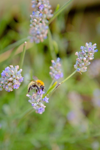 detail photograph of bee pollinating a lavender flower