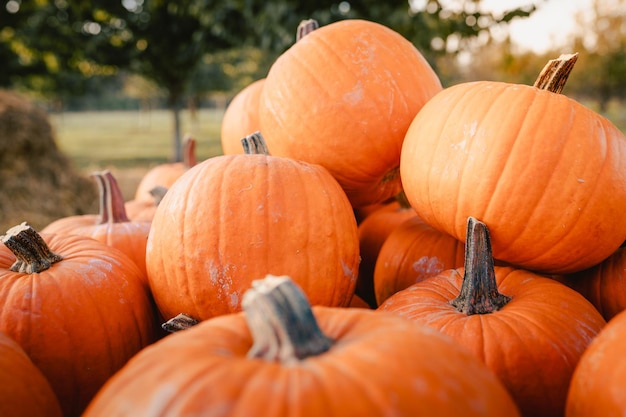 Detail of pile of pumpkins for halloween festivities