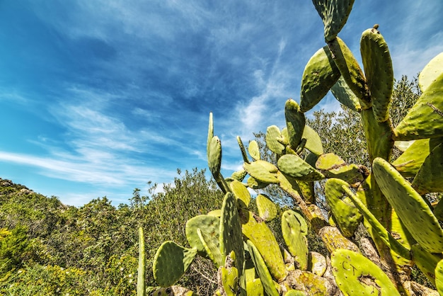 Detail of prickly pears in Sardinia