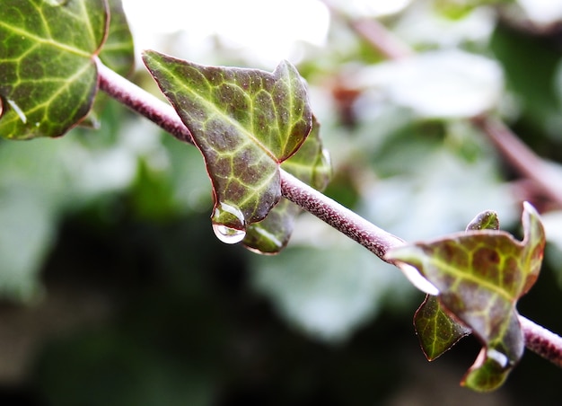 Detail of raindrop on climbing ivy leaves