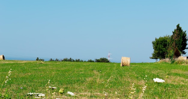 Detail of a Sardinia meadow in the springtime