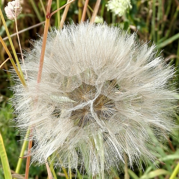 Photo detail shot of dandelion flower