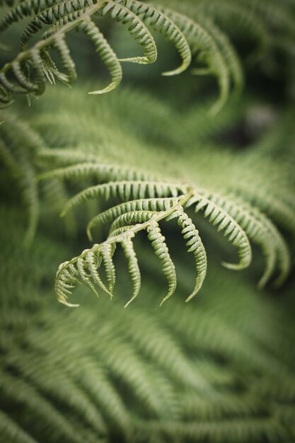 Photo detail shot of fern leaf