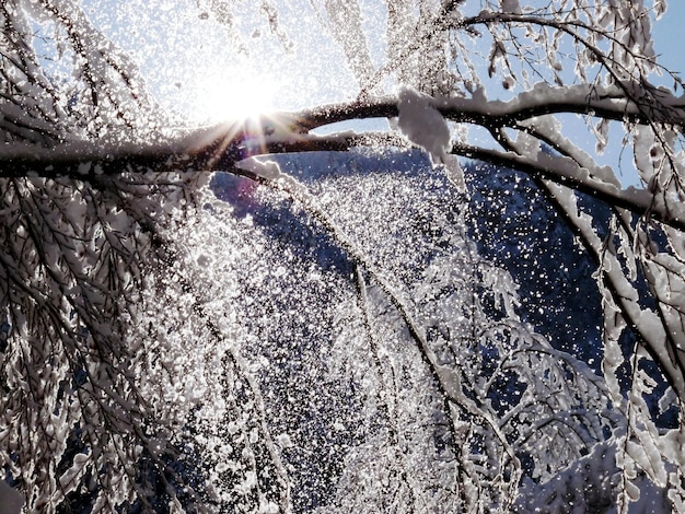 Detail shot of snowstorm on tree