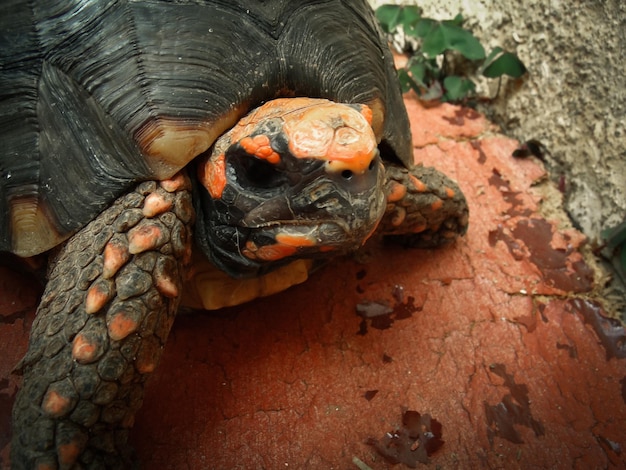 Detail shot of a turtle