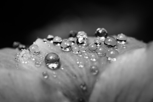 Photo detail shot of water drops on petals against blurred background