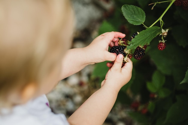 Photo detail of small children's hands picking ripe blackberries straight from the bush