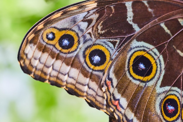 Detail of spots on owl butterfly wing