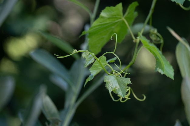 Detail of the stem of the common vine plant with its spiral shape looking for where to hold on