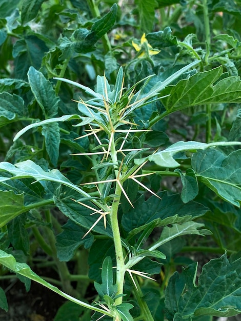 Photo detail of a thorny plant in the desert in israel