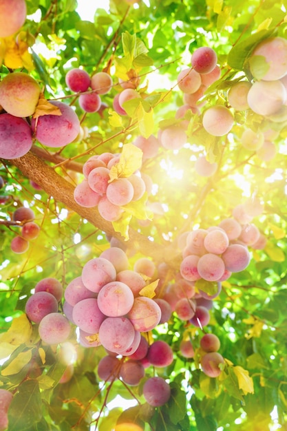 Detail of a tree full of plums fruit