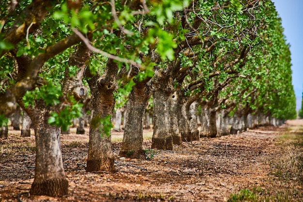 Detail of tree trunks in almond tree farm