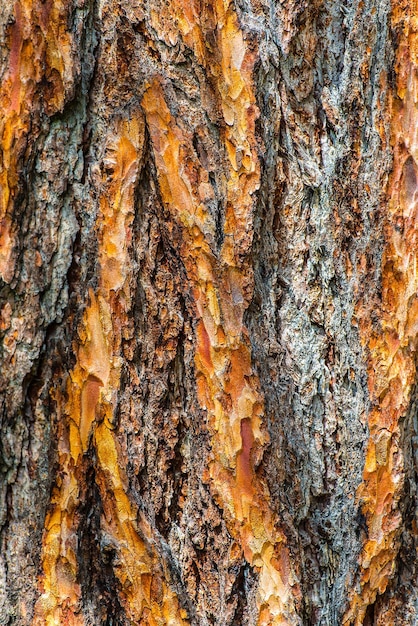 Detail of a trunk of Larch