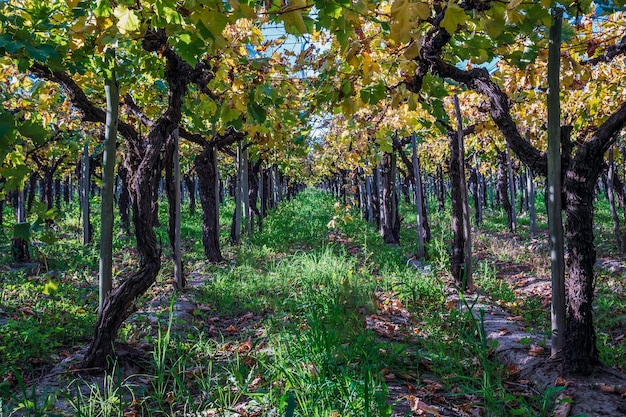 Detail of vineyards in Argentina