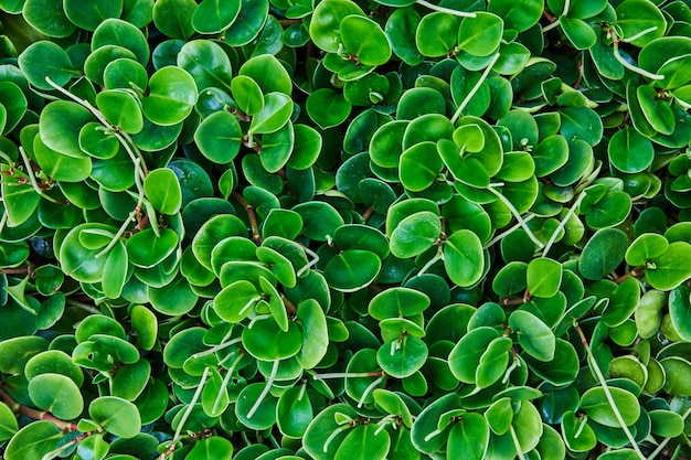 Detail wall of green plants in rainforest garden round leaves