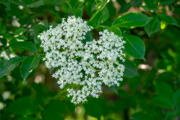 Detail of the white flower blossom of Sauco or Sambucus nigra Macro of flowers cluster on natural green background