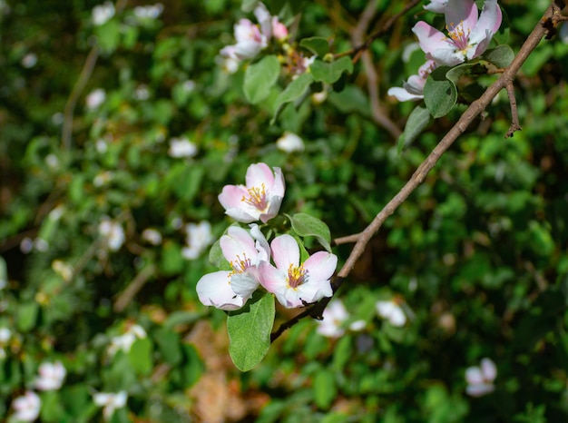 detail of the white quince flower in spring