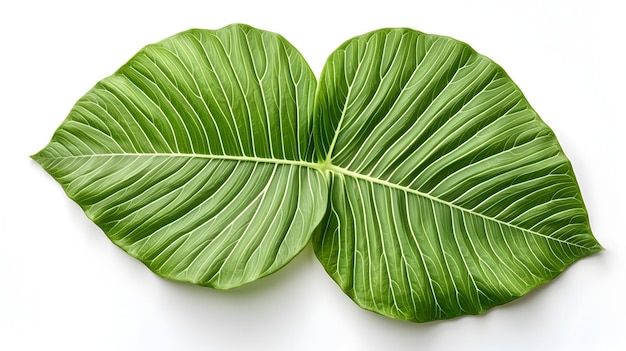 Detailed Botanical Leaf Texture on Pristine White Background