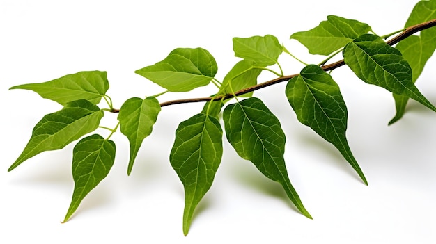 Detailed Close up of Lush Botanical Vine on White Background