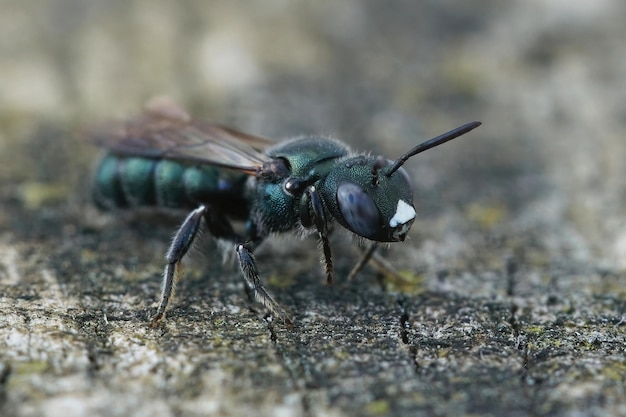 Detailed closeup on a female little blue carpenter bee, Ceratina cyanea on a piece of wood in Southern France