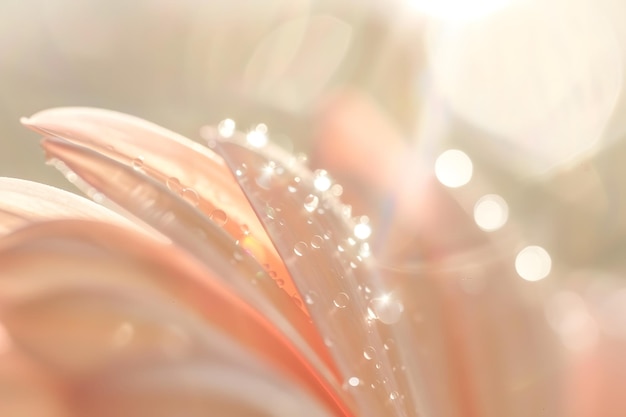 Photo a detailed closeup of a flower petal adorned with fresh dewdrops in natural morning light