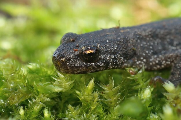 Detailed closeup of the head of a terrestrial Balkan crested newt Triturus ivanbureschi posing on green moss