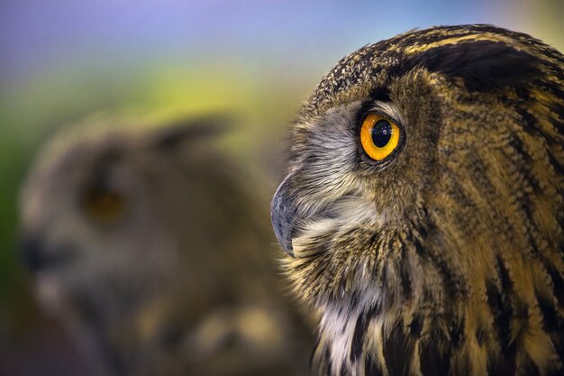 Detailed design on the face of the Eagle Owl