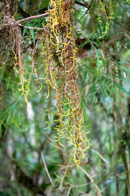 A detailed image of yellow and brown vines suspended from a tree branch bio diversity