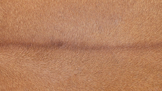 Detailed macro picture of cow skin Texture of a brown Cow Coat background