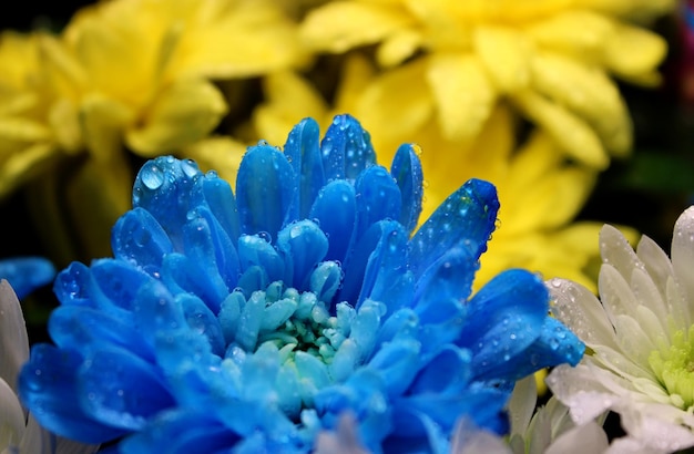 Detailed photo of drops on yellow and blue flowers in the colors of the Ukrainian flag