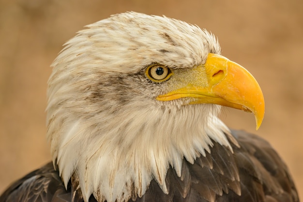 Detailed portrait of an bald eagle side in zoo