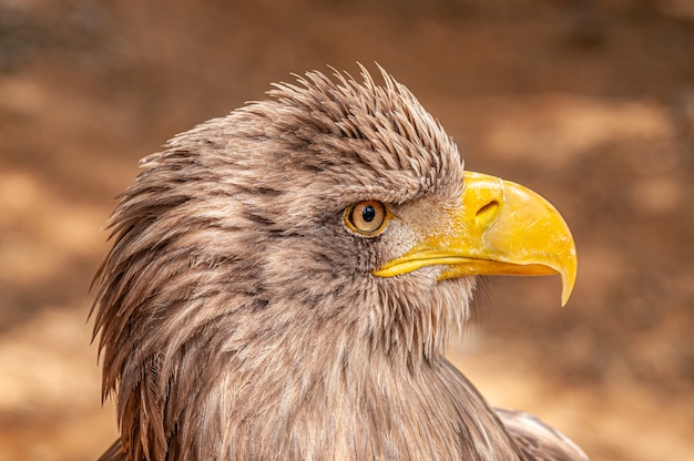 detailed portrait of eagle