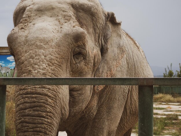 detailed portrait of an elephant close up