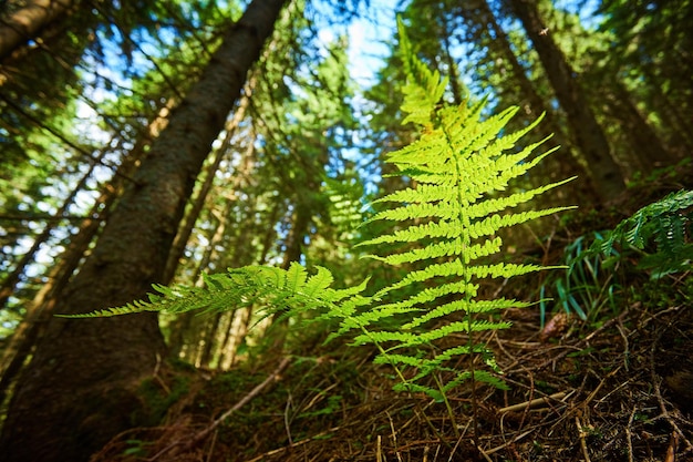 Detailed shot of a beautiful fern leaf illuminated by sunbeams Bright spring sunbeams shine through the green leaves of ferns in the depths of a picturesque pine forest in the mountains