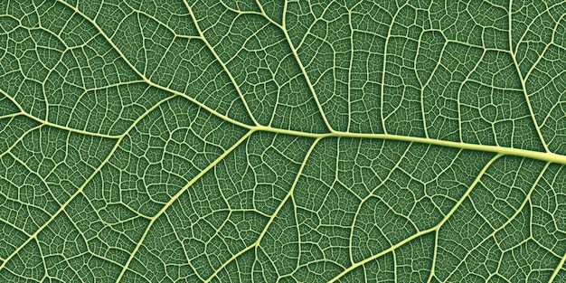 Photo detailed view of a background of veins and cells in a green leaf texture pattern